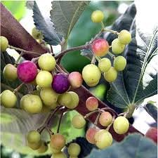 Introducing Our Sherbet Berry Plants (4 Pack) – Live Grewia asiatica Shrubs Producing Sweet-Tart Edible Berries, Ideal for Warm Climates, Suitable for Containers or Garden Planting