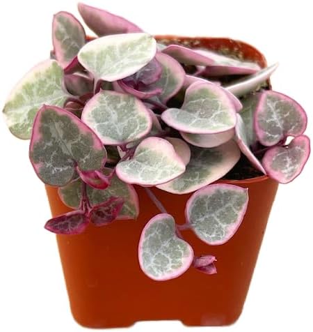 Succulents Plants Live 2" Variegated String of Hearts, Live Mini Succulent Plants, Easy Care House Plants Rooted in Succulent Soil Mix, by The Succulent Cult
