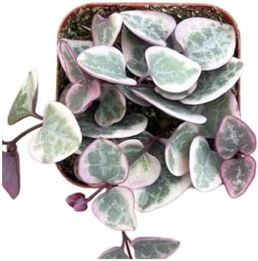 Succulents Plants Live 2" Variegated String of Hearts, Live Mini Succulent Plants, Easy Care House Plants Rooted in Succulent Soil Mix, by The Succulent Cult