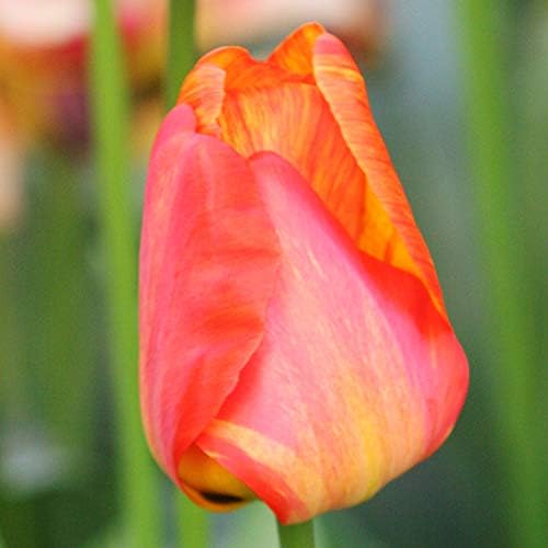 Orange Queen Darwin Hybrid Tulip Flower Bulbs - 10 Bulbs per Pack - Good as Cut Flowers - Easy to Grow Live Plants - Outdoor Flower Garden