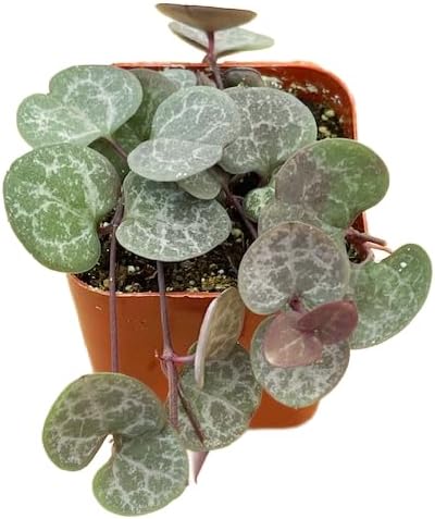 Succulents Plants Live 2" String of Hearts, Live Mini Succulent Plants, Easy Care House Plants Rooted in Succulent Soil Mix, by The Succulent Cult