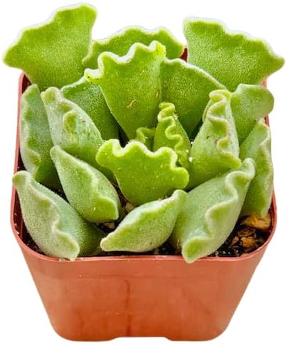 2" Unique Succulents Plants Live, Live Starter Succulent Plants, Easy Care House Plants Rooted in Succulent Soil Mix, by The Succulent Cult (Adromischus Cristatus)
