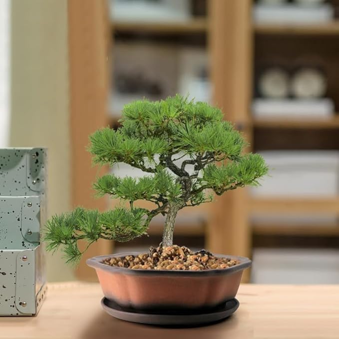 MUZHI 7.5” Unglazed Flower Shape Clay Bonsai Pot with Ceramic Saucer, Color Gradational Shallow Terracotta Planter for Tree Cactus Succulent Arrangement