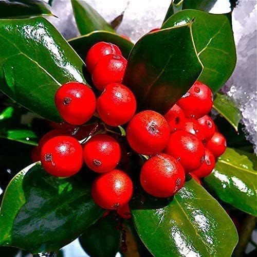 Dwarf Burford Holly - 3 Live Plants - Ilex Burfordi Evergreen Hedge Red Berries Tree Shrub