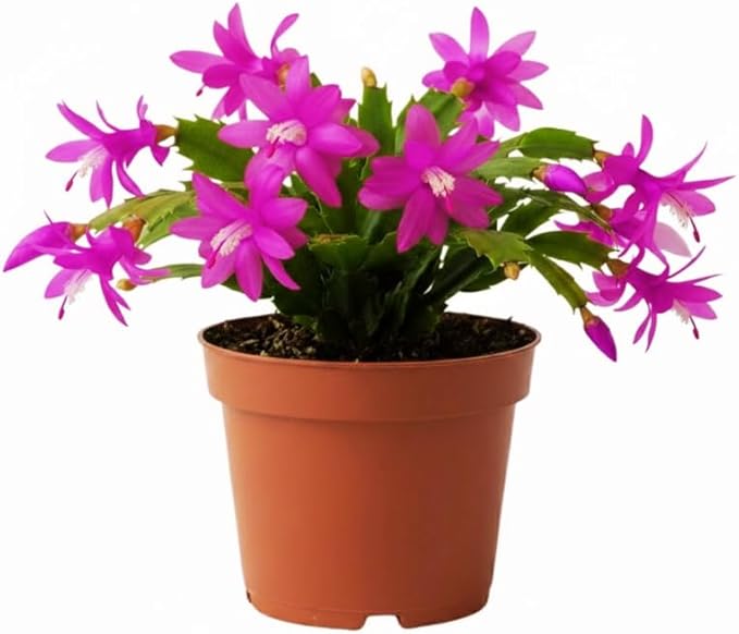Purple Christmas Cactus Plants Live in 4 Inch Pot, Vibrant Christmas Cactus Blooms, Perennial Holiday Cactus Plant Flower Succulent Houseplant