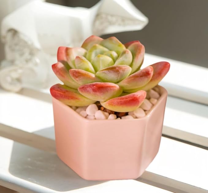 Echeveria Ice Green Rare Live Succulent Plants, Pink 1 Head 3.5" Live Plant, Package Without Pot & Soil, Placement on Garden Indoor Office Desk, Party Baby Shower Decoration, Friend Plant Lovers Gifts