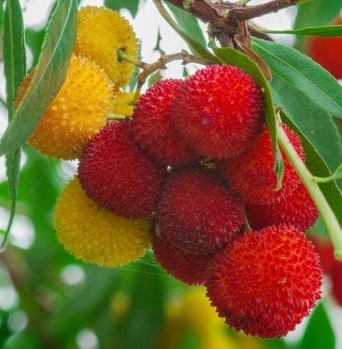 Strawberry Tree, Arbutus Unedo Exotic Fruit Rare Flowering Madroño Seed jocad (15 Seeds)