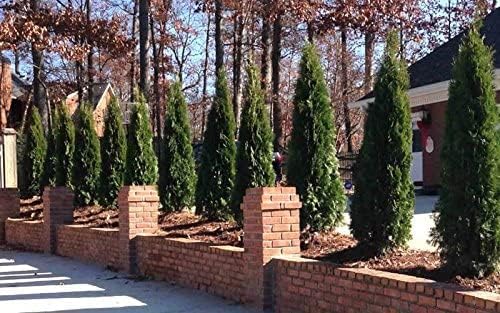 Emerald Arborvitae Evergreen - Live Plant Shipped 1 to 2 Feet Tall by DAS Farms (No California)