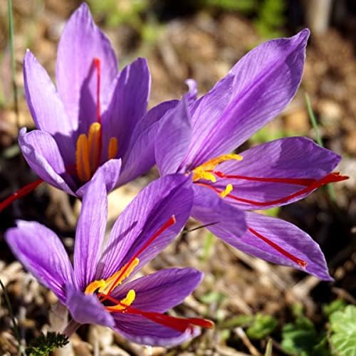 Saffron Crocus Bulbs - Long Lasting, Enhance Garden with Exquisite Flavor | Harvest Spice at Home - Low Maintenance & Easy to Grow - Autumn Bloomers (10 Pack)