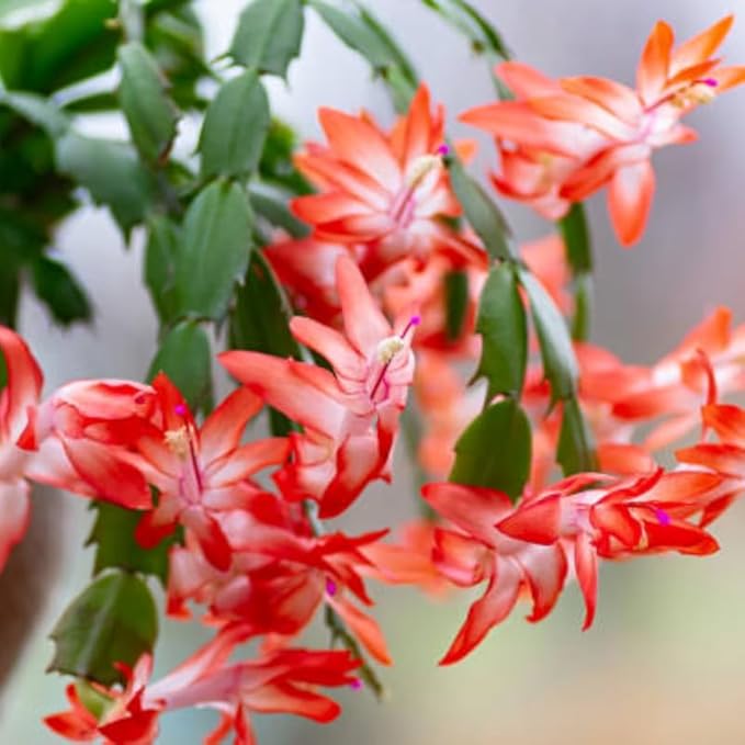 Set 2 Christmas Cactus Plants Live, Hanging Baskets Houseplants, Holiday Cactus Indoor Plants Live Well-Rooted 4-9" Tall, No Pot (Orange)