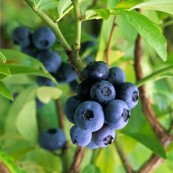 Biloxi Blueberry Plant Live for Planting, 4-8 Inch Tall Starter Plant, Hardy Blueberry Bush for Garden or Patio