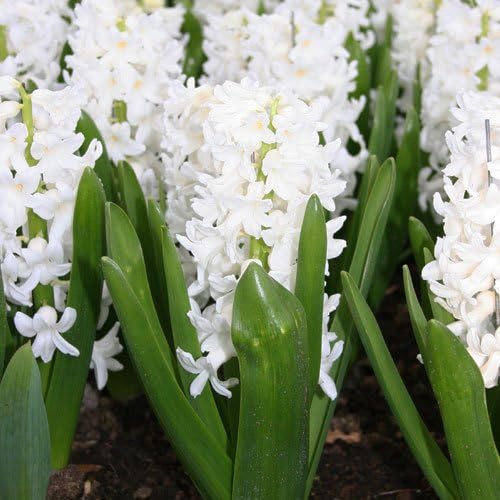 Carnegie White Hyacinth Bulbs - 8 Bulbs