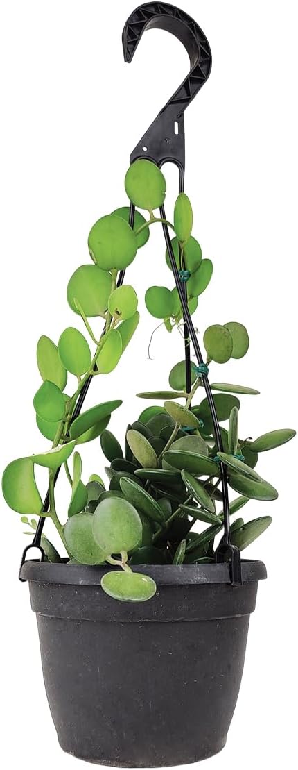 Rare Xerosicyos danguyi 'Silver Dollar Vine' (4" Terracotta Pot) - Penny Plant - Rare Succulent Plant Live - Trailing Indoor Houseplant - Unique Exotic Houseplant for Home and Office Decor
