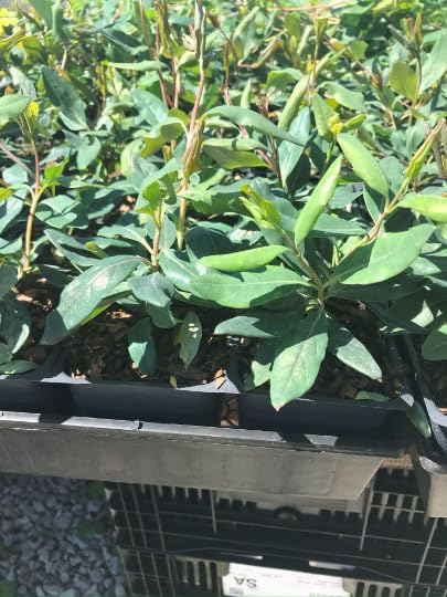2 Fragrant Cloud Pink Honeysuckle in 3.5 inch Pot