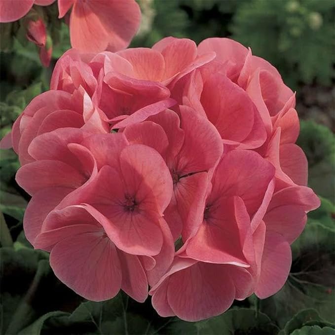 Maverick Series Geranium Salmon ~50 Seeds – Pelargonium x hortorum – Non-GMO, Annual – Compact 12-18" Plants – 4-6" Blooms – for Containers, Borders & Flower Beds – 91-105 Days