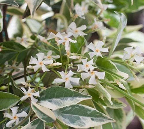 Confederate Jasmine Variegated - 30 Live Plants - Trachelospermum Jasminoides Variegatum - Fragrant Blooming Evergreen Vine