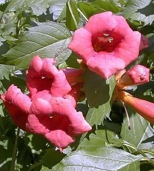 Flamenco Trumpet Vine - Campsis - 2.5" Pot