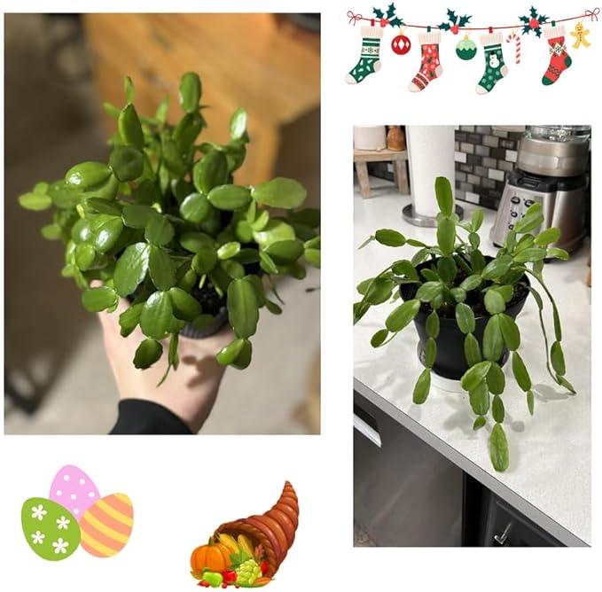 2 Christmas Cactus Plants Live, Starter Holiday Thanksgiving Cactus Plant for Indoor Outdoor Houseplants, Fasle Easter Cactus Plants Like, Cold Hardy, 5-9" in Tall, No Pot (White)