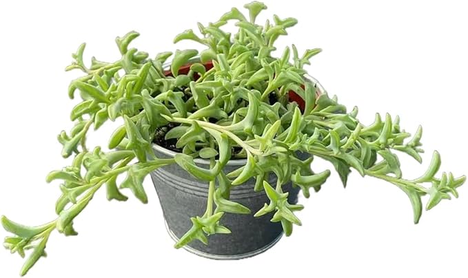 String of Dolphins with 4" Vintage Metal Pot, Live Succulent Plant Fully Rooted in Pots with Soil, Rare House Plant for Home Office Wedding Decoration DIY Projects Party