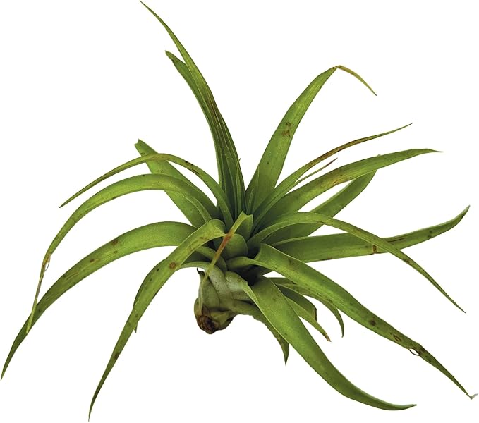 ragnaroc Air Plants - Tillandsia Brachycaulos Multiflora, Jumbo 5-7" - 1 ct - Live Arrival Guaranteed - House Plants for Home Decor & Gift