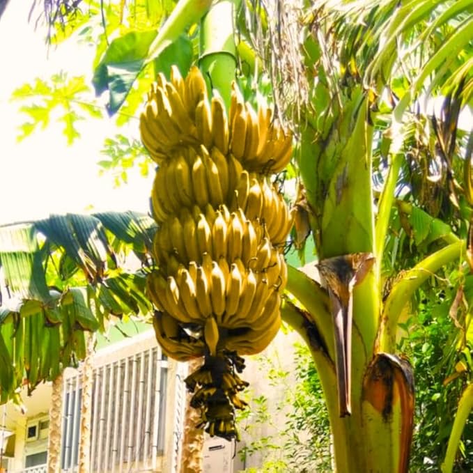 Dwarf Cavendish Banana Plant Live for Planting, Banana Trees Live Plants for Outdoor Indoor Planting, Cold Hardy, 4-7" in Tall, No Pot, Musa Plant