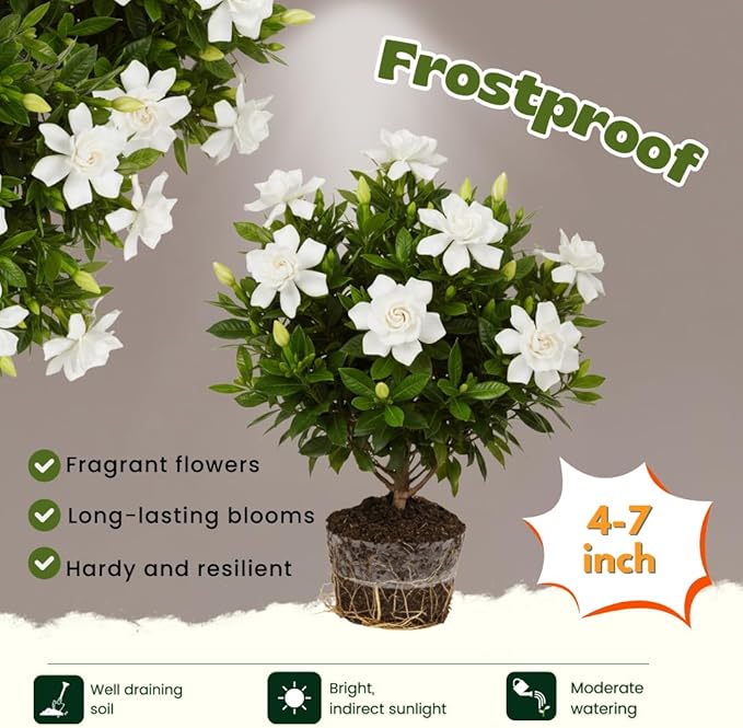 Frostproof Cape Jasmine Plants Live, Arabian Jasmine Plant Indoor, Fragrant Jasmines Flowers 4 to 7 Inch