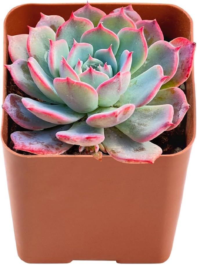 2" Rare Succulent Echeveria Laurensis, Live Succulents Plants Fully Rooted in Grower Pots, Unique Gift for Wedding Favor, Party Favor