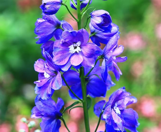 Larkspur Standard Seeds - Mixed Colors - 1800+ Seeds