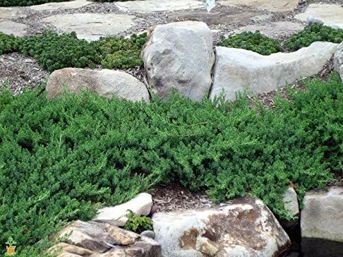 Juniper Blue Pacific - 30 Live Plants - Drought Tolerant Cold Hardy Evergreen Ground Cover