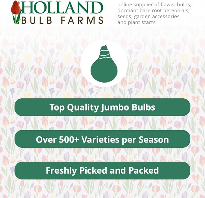 Ostara Allium Flower Bulb Value Pack | Perennializing 12" Purple Flowers | Attract Butterflies to Your Garden | 5 Bulb Pack