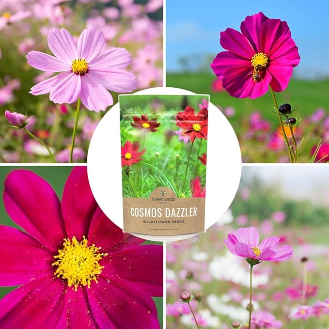 Dazzler Cosmos Wildflower Seeds - Bulk 1/4 Pound Bag - Over 20,000 Fresh Open Pollinated Non-GMO Flower Seeds - Stunning Bright Petals - Drought Tollerant