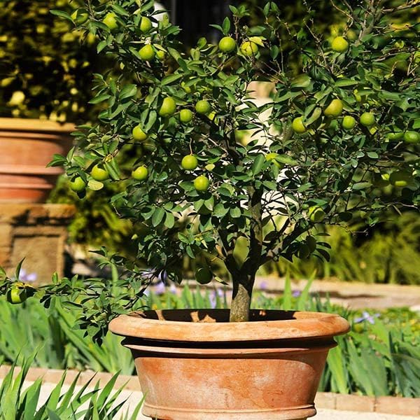 Brighter Blooms - Key Lime Tree, 3-4 ft. - No Shipping to AK, AL, AZ, CA, FL, GA, HI, LA, MS, OR, TX