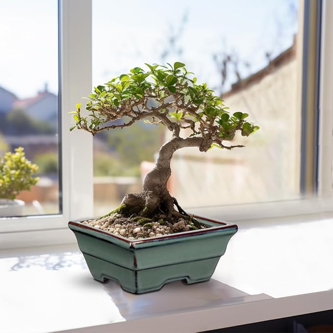 Ceramic Bonsai Pots with Drainage Hole Set of 2, Green Glazed Bonsai Planters for Indoor/Outdoor Use, Rectangular Shallow Bonzai Tree Pot for Succulent, Orchids, Cacti, Home, Patio, Garden, 6.3"x4.9"