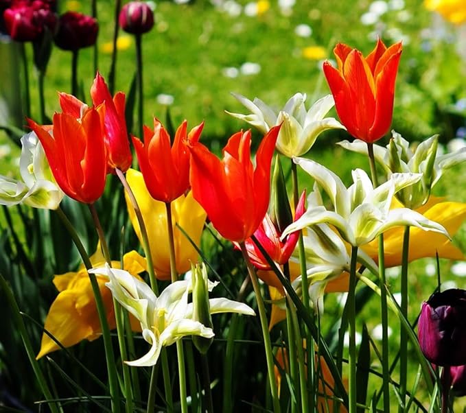 Tulips Lily Flowering Mixture Tulip Pink Red White Yellow Plant Bulbs Spring Flowering Gardens Size 12+ (100, Lily Flowering Mixture)