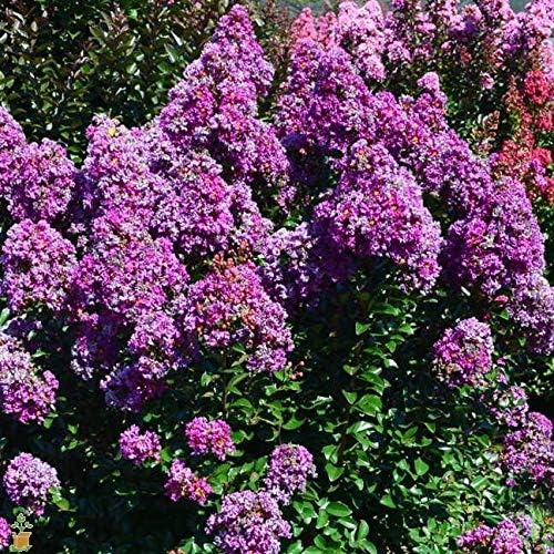 First Editions® Purple Magic Dwarf Crape Myrtle - Live Plant - Full Gallon Pot