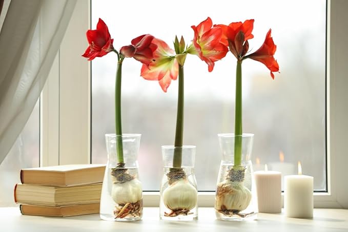 Moon Scene Amaryllis | Red Stripes on Cream Flower | Bare Root Bulb | Beautiful Amaryllis for Indoor & Outdoor Planting | Unique Floral Display