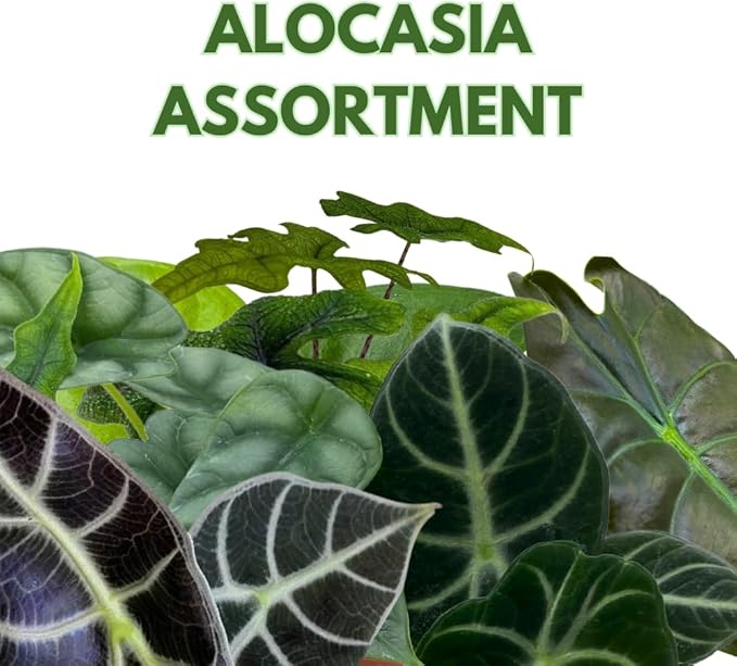 BubbleBlooms Alocasia Assortment Set, 4 inch pots, 10 Different Alocasias Frydek, Black Velvet, Maharani, Regal Shield, Bambino, Tiny Dancer, Serendiptiy