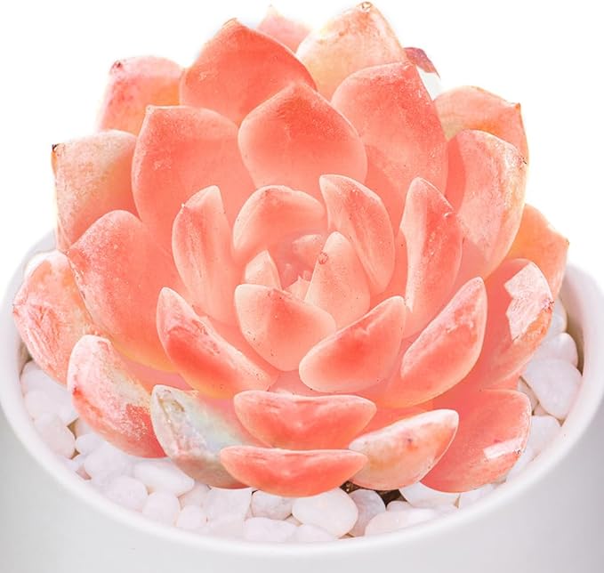 FWPP,Rare Live Succulent Plants Echeveria Little Beauty, Mini Pink 1 Head 2" Live Plants,Bare Root Without Pot Soil, Garden Indoor Wedding Party Baby Shower Decoration Friend Plant Lovers Gifts