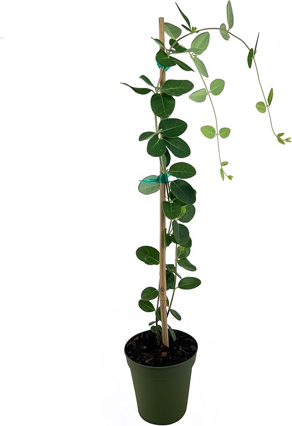 Coral Honeysuckle | 10 Live 4 Inch Plants | Lonicera Sempervirens | Attracts Hummingbirds, Red Trumpet Flowers, Fast Growing Vines, Low Maintenance, Long Blooming Season, Garden Climbing Vine