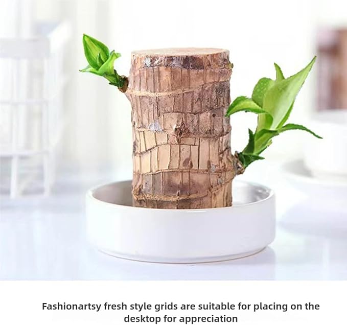 Brazilian Lucky Wood Plant, Brazilian Wood with Energy Crystals, Low-Light Office, Bedroom Decor, Home Good Luck Decor (Yellow+Little People)