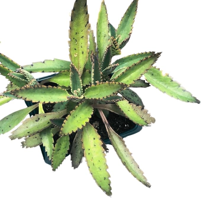 Smoke Camp Crafts Organic Mother of Thousands Plant (Kalanchoe daigremontiana) 2.5 inch Pot - Organic Easy-to-Grow Succulent House Plant for Home or Office Decor
