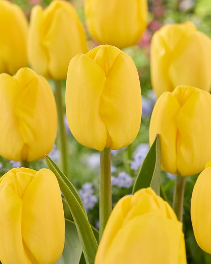 Big Smile Darwin Hybrid Tulip Bulbs for Planting - Stunning Yellow Blooms, Perennial, Top Size Bulbs (20 Bulbs)