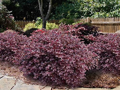 Daruma Dwarf Loropetalum (Chinese Fringe) - Live Plant - 3 Gallon Pot