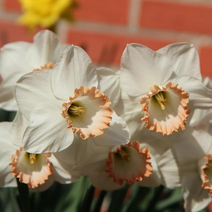 Pink Charm Daffodil Flowers - 12 Bulb Count - Pink and White Large Cup Narcissus - Easy to Grow Spring Blooming Perennials, Hardy Zones 3-8, Deer Resistant, Bee & Butterfly Attracting