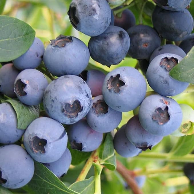 Biloxi Blueberry Plant Live for Planting, 4-8 Inch Tall Starter Plant, Hardy Blueberry Bush for Garden or Patio