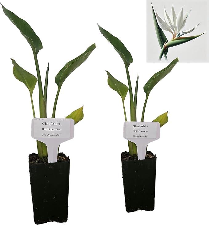 Bird of Paradise - White - Strelitzia Nicholai. (2 White BoP in Cup)