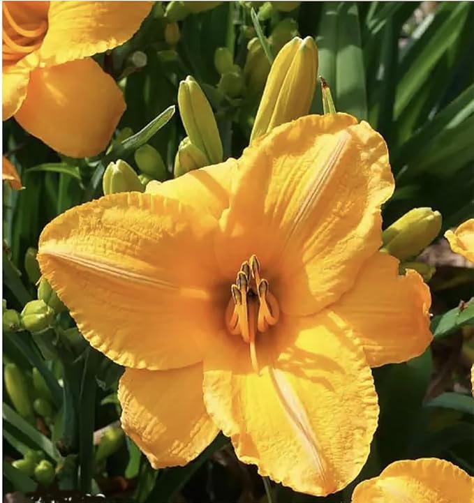 Buttered Popcorn Daylily - thrives in Drought Conditions and is Resistant to Rabbits, Making it Ideal for Areas with Wildlife. This Beautiful Plant is 26-30 Inches Tall. Full Sun in Zones 3-9.