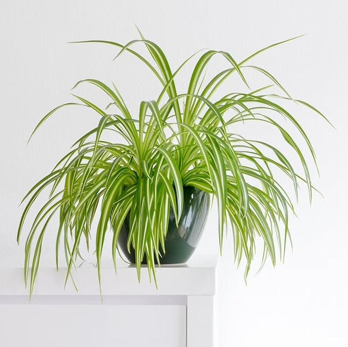 Healthy Spider Plant - Easy Care, Air-Purifying Houseplant (2 Spider Cups)