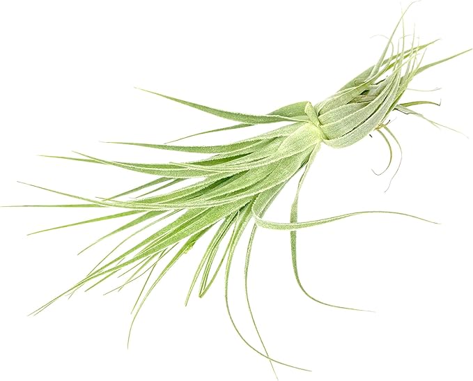 Live Air Plant - Tillandsia Gardneri 5-7” - 3ct - ragnaroc Rare Collectors Indoor Tropical Plant - Live Arrival Guaranteed - House Plants for Home Decor & Gift