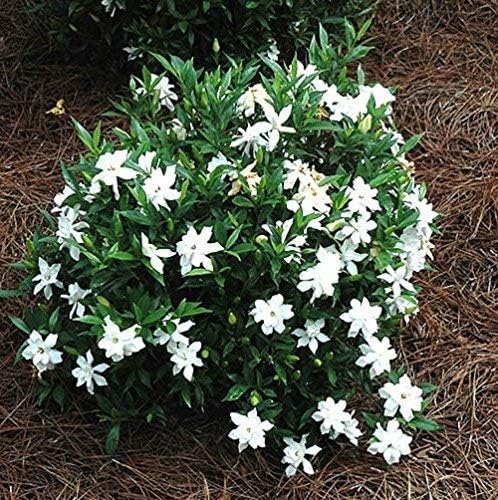 Frost Proof Gardenia (Cape Jasmine) - Trade Gallon